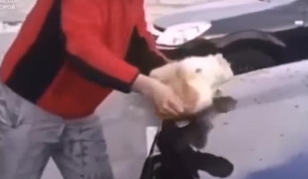 За мытье машины котом краснодарцу грозит срок: видео